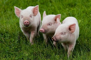 Цены на живых свиней продолжают расти