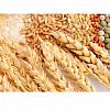 Ячмень, пшеница, горох, рапс дорого