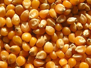 Куплю кукурузу с повышенной зерновой