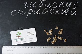 Гибискус древовидный семена (10 штук) для выращивания саженцев,садовый сиреневый гібіскус насіння