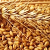 Закуповуємо пшеницю фураж