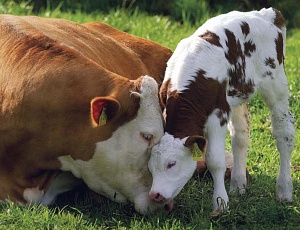 Мастит молочных коров