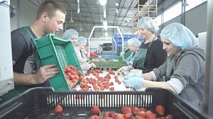 "Спрос на нашу ягоду будет всегда": история успеха украинского фермера