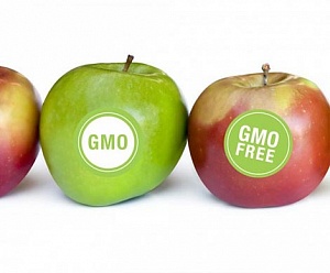 ГМО официально признали безвредными для здоровья