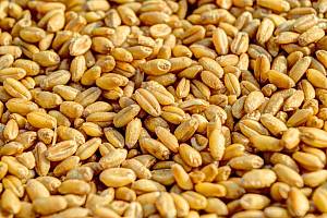 Найбільше кондиційного насіння озимої пшениці – іноземної селекції