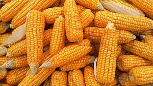 Недобір зерна кукурудзи може сягнути 2 мільйонів тонн