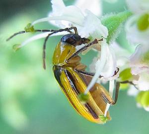 Вчені з'ясували, що приваблює західного кукурудзяного жука в кукурудзі