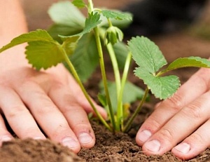 Обогащение почвы органическими удобрениями