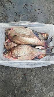 Продаж свіжовиловленої риби оптом