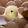Яйца куриные, опт, розница, Мироновская птицефабрика