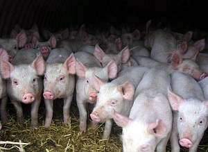 Тысячи польских фермеров отказываются от свиноводства из-за АЧС