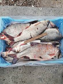 Продажа рыбы оптом Украина.