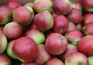 Беларусь стала главным импортером украинских яблок