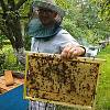 Привезу пчелопакеты, бджолопакети, пчелы-бджоли на 2020 год -Доставка