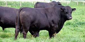 Абердин-ангус, черная жемчужина мясного скотоводства