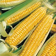 Закупаем кукурузу с любой влажностью