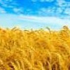 Куплю пшеницу,ячмень,овес,рожь,кукурузу,горох по Луганской обл.