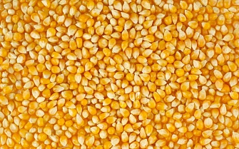 Компанія постійно і дорого закуповує кукурудзу