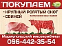 Мариупольский мясокомбинат скупает крупный рог. скот, свиней