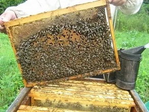Продаж бджолопакетів