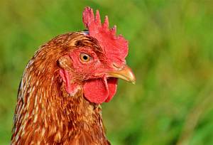 Украина просит ЕС снять ограничения, связанные с гриппом птицы