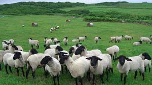 Напівтонкорунні вівці