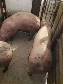 Свиноферма реализует свиней живим весом