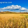 Организация покупает пшеницу сортовую и фуражную