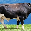 Спермопродукция быков
