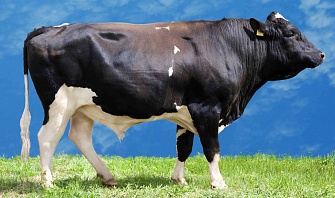 Спермопродукция быков