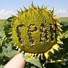 Семена подсолнечника Солтан соняшник (Гранстар)