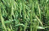 Пізні сходи озимої пшениці: причини та вирішення можливих проблем