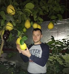 Лимони вагою 1 кг: фермер з Одещини вирощує екзотичні фрукти гігантських розмірів