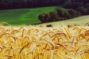 Большинство сельхозпредприятий в Украине относится к малому бизнесу