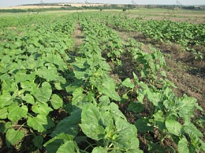 Посевы украинского подсолнуха гибнут от гербицидов
