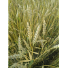 Озимая пшеница Бория