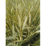 Озимая пшеница Бория