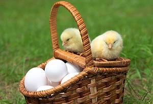 Интересности: 33 факта о курах, курятине и куриных яйцах