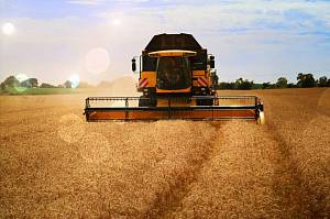 Почти 15 миллионов тонн зерна уже собрано