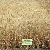 Озимая пшеница Благодарка Одесская