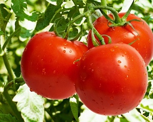 Херсонская область может потерять до 40% урожая помидоров
