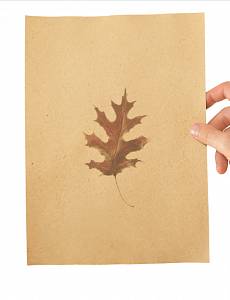 Бумага из опавших листьев: спрос превышает предложение