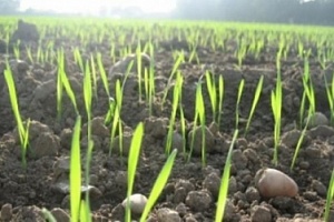 В Украине окончен посев ранних яровых зерновых культур