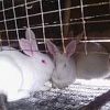 Продам кролі, кролики скороспілої породи Термонська (бройлерний тип)