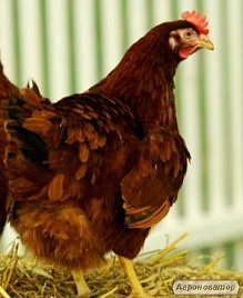 Цыплята Редбро (Redbro),суточные и подрощенные. 