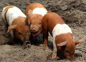 Красно-поясная порода свиней: описание, характеристики, содержание и отзывы