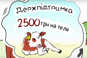 Правительство будет предоставлять 2500 грн на теленка