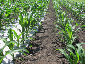 Биоразлагаемая аграрная пленка повышает урожайность на 71%
