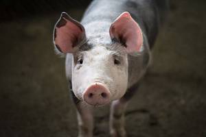 Из-за АЧС в Черновицкой области уничтожат 21 тысячу свиней