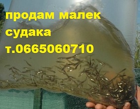 Продам малек (зарыбок) судака  тел. 066-50-60-710 